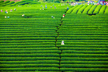 Wall Mural - Golden Season in North Western , Vietnam. The terraces here have a long history, and are very beautiful. 