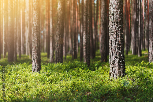 Fotomural Beautiful summer pine forest, green leaves of lingonberry, sun glare