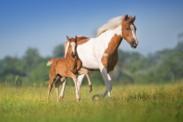 Wall Mural - mare and foal run
