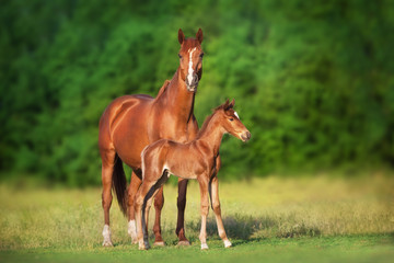 Wall Mural - Mare and foal run