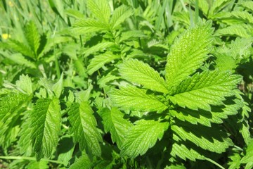 Green agrimonia leaves in the garden, closeup