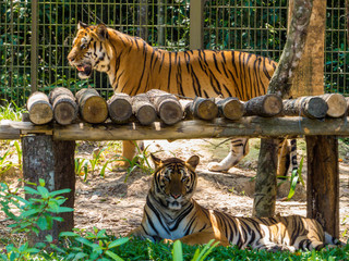 Wall Mural - Bengal Tigers in zoo park