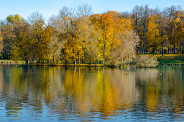 The carpet of yellow leaves covers the ground, trees in gold decoration, blue water in the lake.