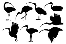 Black Silhouette Set Of American White Ibis Flat Vector Illustration Cartoon Animal Design White Bird With Red Beak On White Background Side View