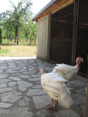 Poultry