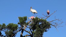 Roseatte Spoonbills, Wood Stork, And Great Egret At The Top Of A Tree