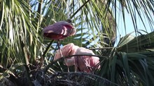 Roseatte Spoonbill Parent And Young In The Nest