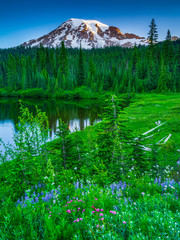 Wall Mural - Mountain spring meadow