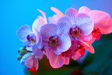 Fototapeta Storczyk - delicate pink Orchid with dew drops close-up on light blue background