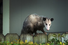 Adult Female Virginia Opossum (Didelphis Virginiana), Commonly Known As The North American Opossum  On The Fence