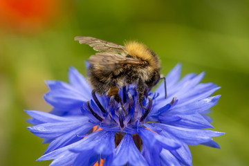 Wall Mural - Macro of bumblebee feeding on a cornflower