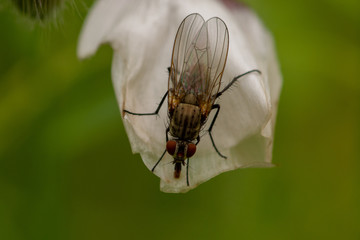 Wall Mural - Macro of a fly feeding on a white petal