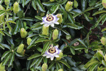 Passiflora Caerulea, The Blue Passionflower, Bluecrown Passionflower Or Common Passion Flower, Blooming In Garden