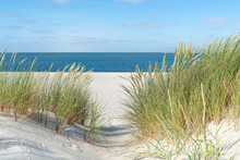 Dune With Beach Grass.