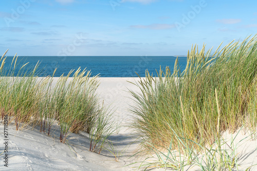 Fototapeta plaża  wydma-z-trawa-plazowa