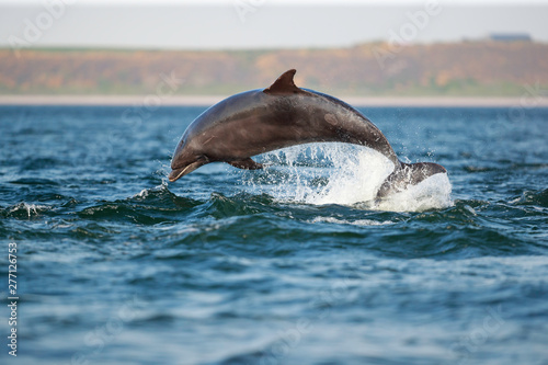 Fotografía leaping bottlenose dolphin