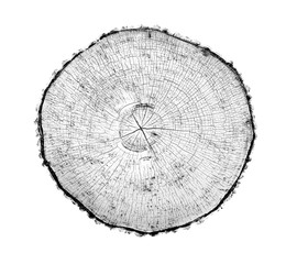 Wall Mural - black and white wood texture of tree rings from a slice of log. grayscale wooden stump isolated on w