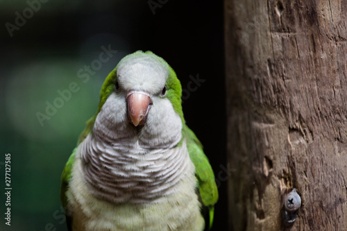 Fotografía Portrait of a Quaker Monk Parrot