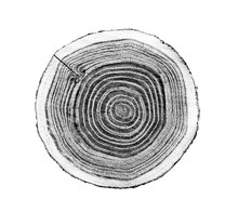 Black And White Wood Texture Of Tree Rings From A Log Slice. Grayscale Wooden Texture On White.