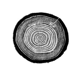 Wall Mural - black and white wood texture of tree rings from a log slice. grayscale wooden texture on white.