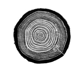 Wall Mural - black and white wood slice with tree rings from a log slice. grayscale wooden texture on white.