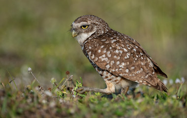 Wall Mural - Burrowing Owl in Florida