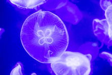 Blurry Colorful Jellyfishes Floating On Waters. Blue Moon Jellyfish Aurelia Aurita