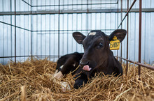 Young Calves On The Farm