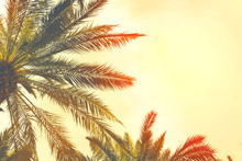 Date Palm Trees  Against  Sunset Sky. Beautiful Nature Background For Posters, Cards, Blogs And Web Design. Toned Effect