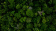 Background of forest, Aerial top view background forest, Texture of forest.