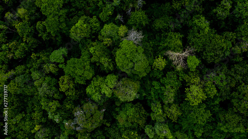 Cuadros en Lienzo Background of forest, Aerial top view background forest, Texture of forest