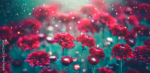 Dekoracja na wymiar  chryzantema-czerwone-kwiaty-kwitnace-w-ogrodzie-jesienne-kwiaty-sztuki-projektowania-natura-backgrou