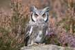 A close up portrait of a white faced scops owl as it stands on a roch facing forward looking at the camera