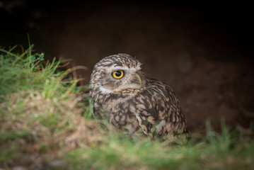 Aufkleber - peering above the grass looking for predators to the right, this burrowing owl with large yellow eyes emerges from a hole in the ground