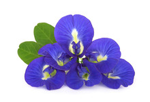 Butterfly Pea, Blue Pea, Or Asian Pigeonwings Flower With Leaf Isolated On White Background