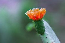 Orange Flower On Green Cactus, Blurred Natural Green Background, Blooming Cactus