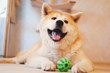 Akaita Inu's dog plays with a green ball at home, lying on the floor,  funny cute portrait
