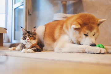 Poster - Two Meinkun Cat and Akita Inu dog, best friends, relaxing on the floor at home. Relationship family friendship between pets