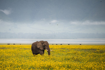 Wild african elephant close up, Botswana, Africa