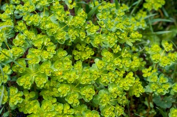 background of green leaves