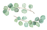 Fototapeta  - Watercolor illustration of eucalyptus twigs. Isolated