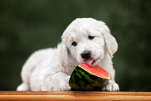 Golden Retriever Puppy Licking Watermelon
