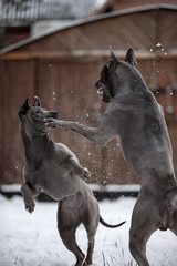 Wall Mural - angry grey Thai Ridgeback dog fight on snow