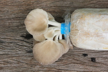 Oyster mushroom growing out of the lump in farm,Fresh oyster mushroom growing is production farm,On old brown wooden.