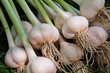 Collected bunch of heads of garlic is on a heap