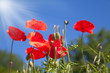 lose up of red poppy flowers in a field