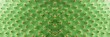 © kelifamily - Panoramic picture. Closeup of spines on cactus, background cactus with spines