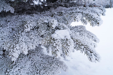 A branch of blue spruce covered with fluffy white snow in a winter sunny frosty day