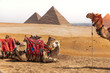 Camels and the Pyramids, Giza desert, Egypt