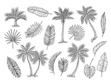 Sketch Palm Tree. Tropical Rain Forest Trees And Exotic Palm Leaves Vintage Hand Drawing Vector Isolated Set. Foliage Leaf Exotic, Organic Palm, Botany Tropical Illustration